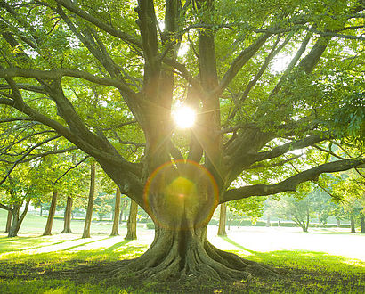 Baum Sonne Palliativmedizin