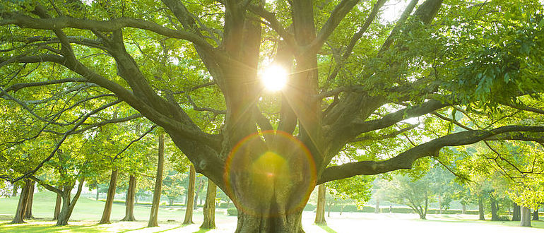 Baum Sonne Palliativ